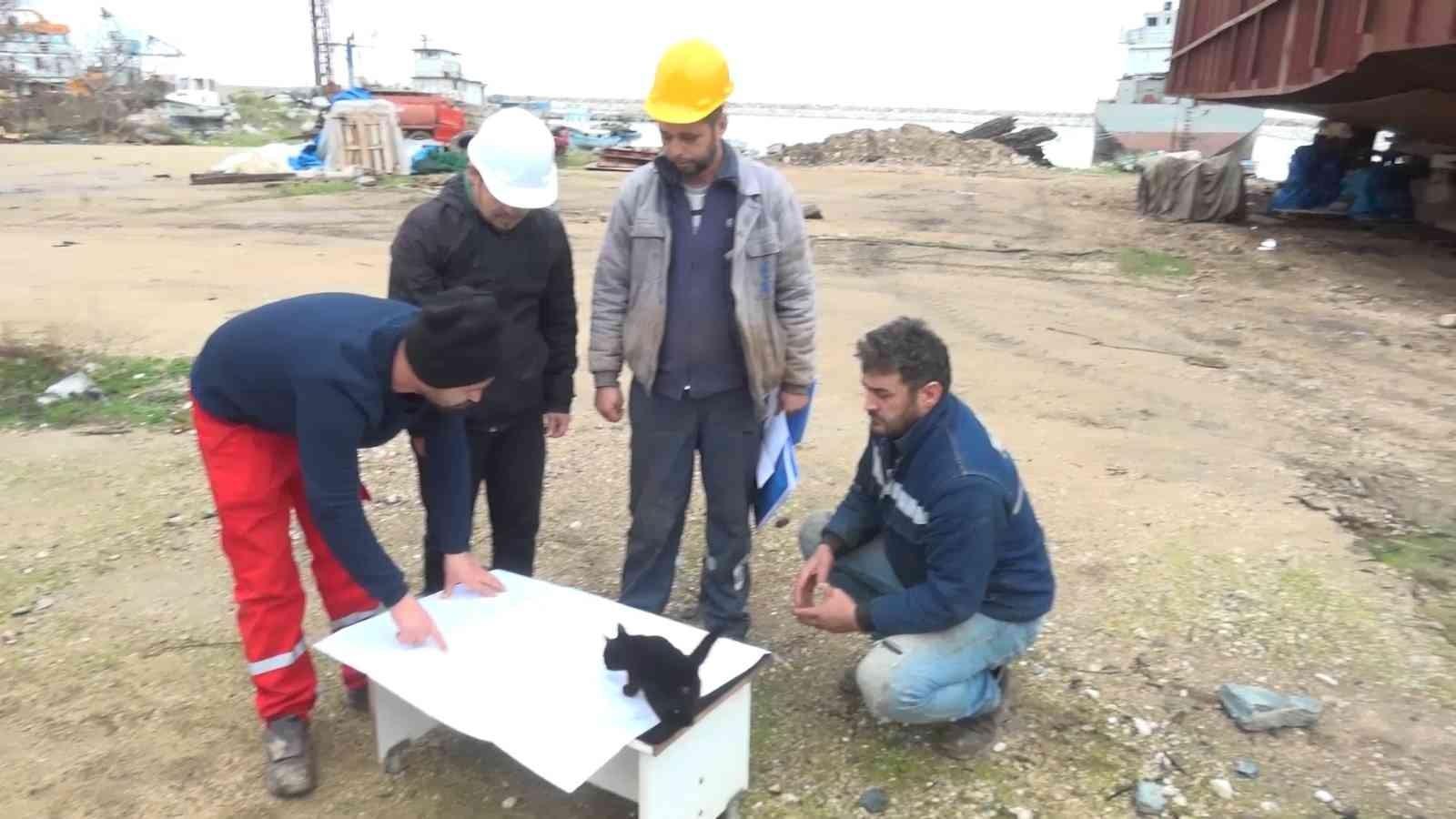 Haberi sabote eden kedi