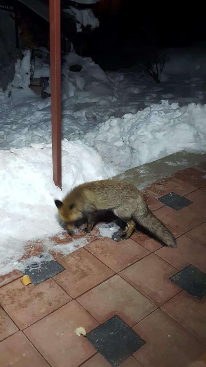 Kapılarına kadar gelen tilkiyi böyle beslediler