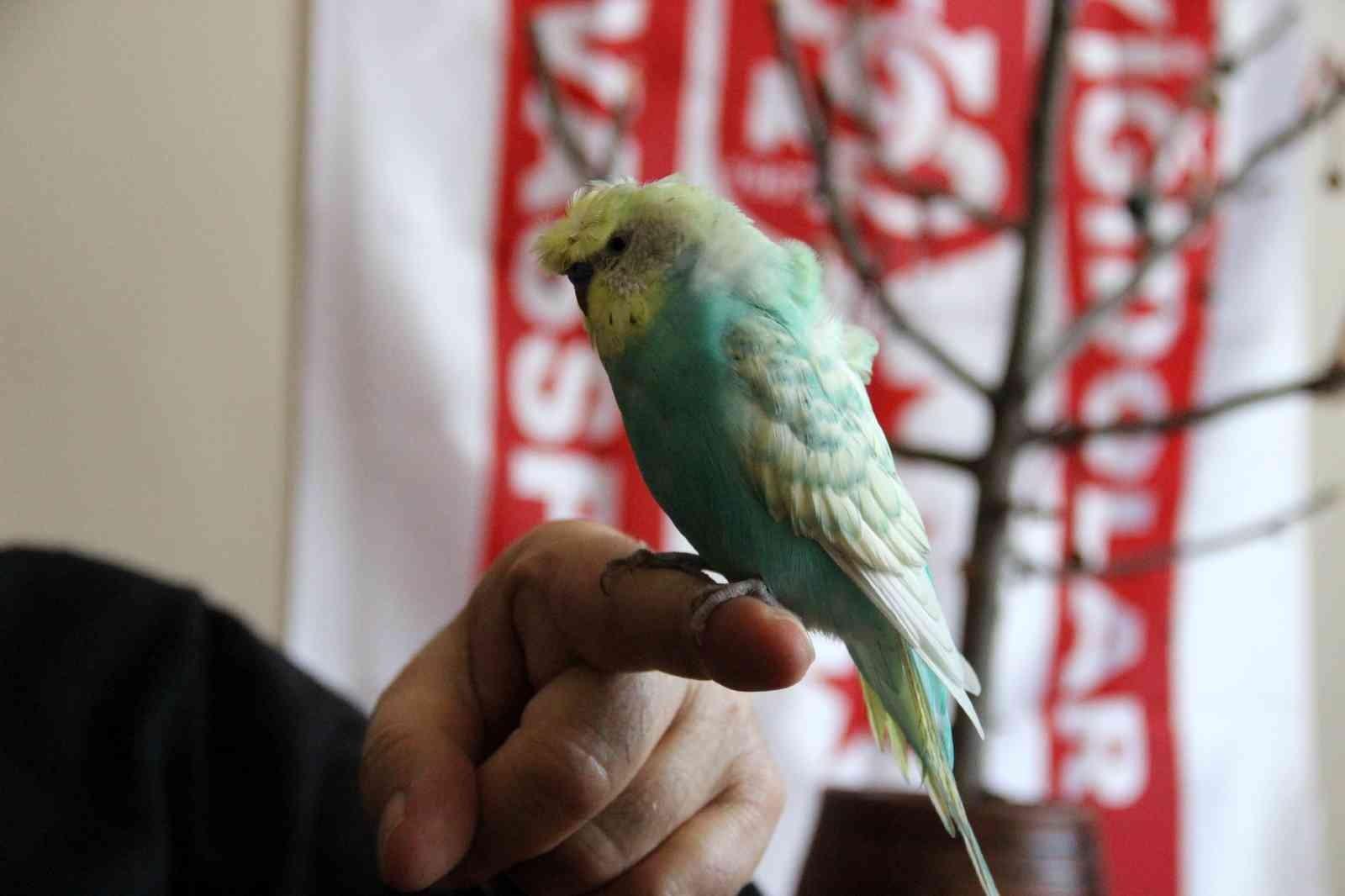 Muhabbet kuşu mehter marşı söylüyor