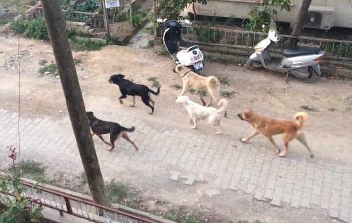 TARLADAKİ ÇİFTÇİ KÖPEKLERİN SALDIRISINA UĞRADI