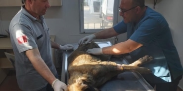 Bursa’da köpeği çöplüğe attılar, acı feryadını duyanlar kurtardı