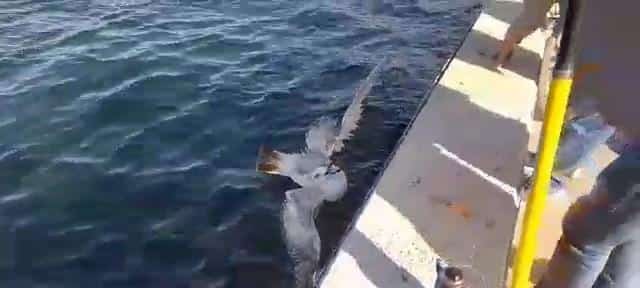 Oltaya takılan martıyı balıkçılar kurtardı