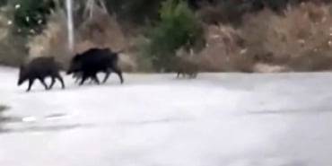 BURSA'DA AÇ KALAN DOMUZ SÜRÜSÜ ŞEHRE İNDİ