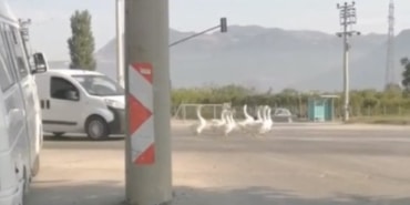 BURSA'DA YOLA ÇIKAN KAZLAR NEDENİYLE ŞEHİRLERARASI YOLDA TRAFİK DURDU