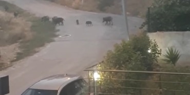 BURSA'DA AÇ KALAN DOMUZ SÜRÜSÜ ŞEHİR MERKEZİNE İNDİ