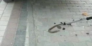 BURSA'DA ARACIN AKSINA GİREN OLUKLU KERTENKELE OPERASYONLA ÇIKARILDI