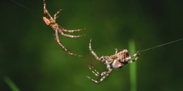 Closeup shot of two spiders connecting net on a dark green background
