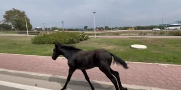 BURSA'DA BAŞIBOŞ AT TRAFİĞİ ALT ÜST ETTİ