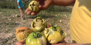 SAĞANAK YAĞIŞLA BİRLİKTE GELEN DOLU, ÇİFTÇİNİN MAHSULÜNÜ VURDU DOLU, KÖYLÜNÜN ÜRÜNLERİNİ TARLAYA DÖKTÜ