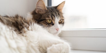 Big cute fluffy tricolor cat lies relaxed on the windowsill and light window