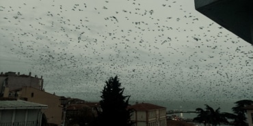 GÖKYÜZÜNÜ KAPLAYAN KARGA SÜRÜSÜ KORKU FİLMLERİNİ ARATMADI