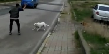 PENDİK'TE OKULA GİDEN 10 YAŞINDAKİ ÇOCUĞU SOKAK KÖPEKLERİ SALDIRDI