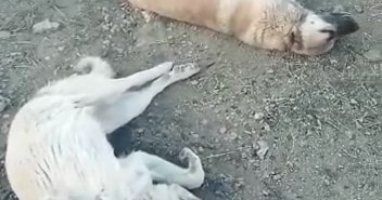 ELAZIĞ'DA KÖPEK KATLİAMI: 10 KÖPEK ZEHİRLENDİ