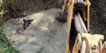SULAMA HAVUZUNA DÜŞEN 3 DOMUZ İŞ MAKİNESİ İLE KURTARILDI