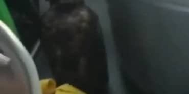 DOLMUŞTA YIRTICI KUŞLA YOLCULUK YAPTILAR