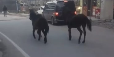 BURSA'DA BAŞIBOŞ ATLAR TRAFİĞE ÇIKTI