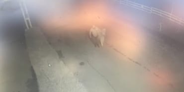 (ÖZEL) AT HIRSIZI YAKALANDI MİDİLLİ ATINI ÇALAN HIRSIZ ÖNCE KAMERAYA SONRA POLİSLERE YAKALANDI