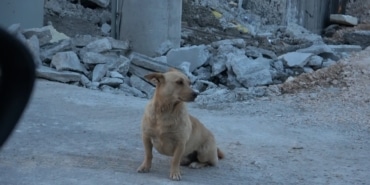(ÖZEL) BİR KÖPEK DEHŞETİ DE BURSA'DAN... TARLASINI SULAMAYA GİDEN 2 ÇOCUK BABASI TASMALI KANGAL KÖPEĞİNİN SALDIRISINA UĞRADI, ÖLÜMDEN İSE TESADÜFEN OTOMOBİLİYLE GEÇEN KİŞİLER KURTARDI