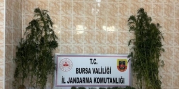 AHIRINDA UYUŞTURUCU YETİŞTİRDİ, JANDARMADAN KAÇAMADI 149 KÖK KENEVİR JANDARMA EKİPLERİNCE ELE GEÇİRİLDİ