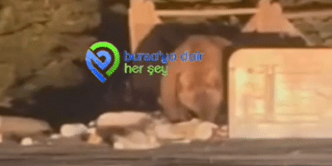 Ekran görüntüsü 2024-10-01 094906