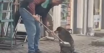 BURSA'DA İÇ ISITAN GÖRÜNTÜLER ELİNDEKİ FIRÇAYLA SOKAK KÖPEĞİNİ TEMİZLEDİ