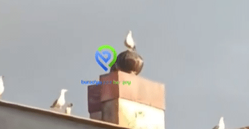 Ekran görüntüsü 2024-12-13 085704