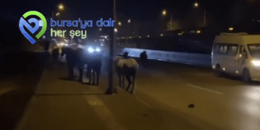 Ekran görüntüsü 2024-12-23 085830