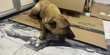 BEYLİKDÜZÜ'NDE YÜREK ISITAN GÖRÜNTÜ SOKAK KÖPEĞİ ÖLMEK ÜZERE OLAN YAVRUSUNU VETERİNERE GETİRİP YARDIM İSTEDİ