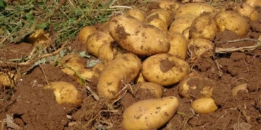 VERİM VE KALİTEDEN MEMNUN KALAN PATATES ÜRETİCİLERİ, TARLA SATIŞ FİYATINI DÜŞÜK BULDU