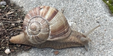 AW425662_01