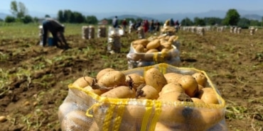 PATATES İHRACATI 2 AYDA 114 KAT ARTTI