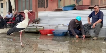 YAREN'İN RAKİBİ BİLAL LEYLEK BABA OLDU YUSUF AMCAYLA KURDUĞU DOSTLUKLA ÜNLENEN BİLAL LEYLEK 7 YILDIR GÖÇ ETTİĞİ FADILLI'DAKİ YUVASINDA BABA OLDU