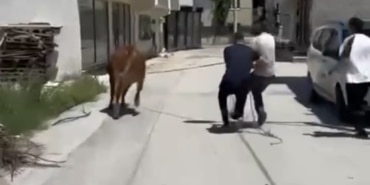 BURSA'DA DANA İPİ KOPARDI, ŞEHİRDE MİNİ MARATON BAŞLADI BAYRAM GELMEDEN AKSİYON BAŞLADI, DANANIN İPİNİ ELİNDEN KAÇIRAN KOVALAMAYA BAŞLADI