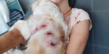 BURSA'DA KANGAL DEHŞETİ...O ANLAR KAMERADA GENÇ KADIN VE GEZDİRMEYE ÇIKARDIĞI KÖPEĞİ, BAŞIBOŞ 2 KANGAL KÖPEĞİNİN SALDIRISI SONUCU YARALANDI