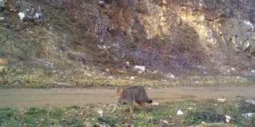 ULUDAĞ'DA YABAN KEDİSİ FOTOKAPANA TAKILDI