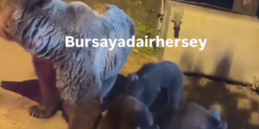Ekran görüntüsü 2025-06-07 105040