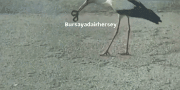 Ekran görüntüsü 2025-06-13 102923