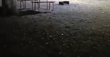 AÇ KALAN DOMUZLAR, PİKNİK ALANINDA GÖRÜNTÜLENDİ