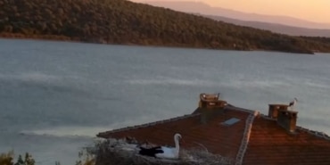 YAREN LEYLEK DEPREMİ ÖNCEDEN HİSSETTİ KARAAĞAÇ'TA DOĞANIN SESSİZ UYARISI