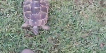 KAPLUMBAĞA VE BAHÇIVANIN DOSTLUĞU KISKANDIRDI