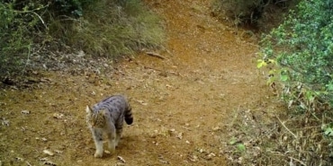 ULUDAĞ'IN ZİRVESİ DOĞAL HAYVANAT BAHÇESİ AVCI YABAN KEDİSİ, FOTOKAPANDA