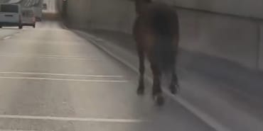 BAŞIBOŞ AT TRAFİKTE TEHLİKE SAÇTI