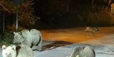DAĞCILAR AYILARLA BURUN BURUNA GELDİ