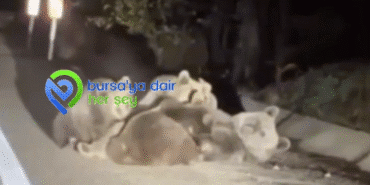 Ekran görüntüsü 2025-11-14 095201