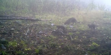 ULUDAĞ'DA SİSLER ARASINDA ANNE YABAN KEDİSİ VE YAVRULARI GÖRÜNTÜLENDİ ULUDAĞ'DA YABAN HAYATINA DAİR DİKKAT ÇEKEN GÖRÜNTÜLER