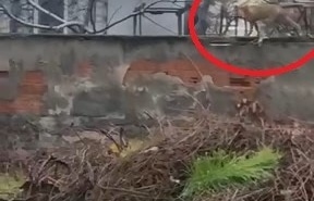 SOKAK ARALARINDA GEZEN TİLKİ DİKKAT ÇEKTİ
