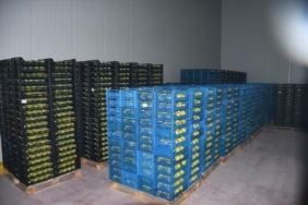 KESTEL'E 400 MİLYON LİRALIK DEV MEYVE TESİSİ KURULUYOR