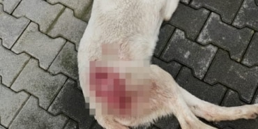 TAVUK KOVALADI DİYE TÜFEKLE VURULAN KÖPEK ÖLDÜ