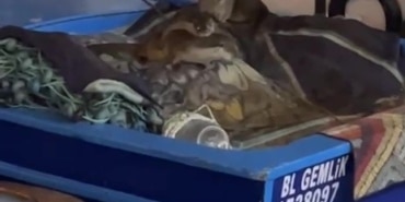 AÇ KALAN ANNE SU SAMURU VE YAVRULARI GEMLİK'TE TEKNEYE SIĞINDI