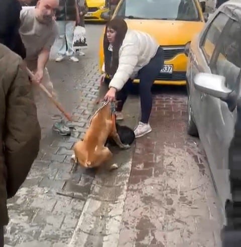 PİTBULL SALDIRISI KAMERAYA YANSIDI: KÖPEK BARINAĞA ALINDI